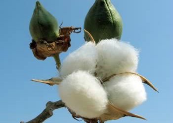 Le coton bio pour la fabrication des vêtements de bébé